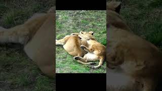 Lioness Sisters Emotional Relation  #lion #lioness #cat #animals #emotional