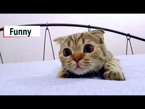 top-10-funny-cat-videos---funny-cats