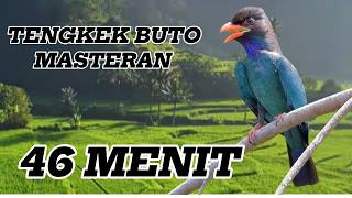 MASTERAN SUARA TENGKEK BUTO LANGSUNG NYAUT #masteranburung #fyp #birds