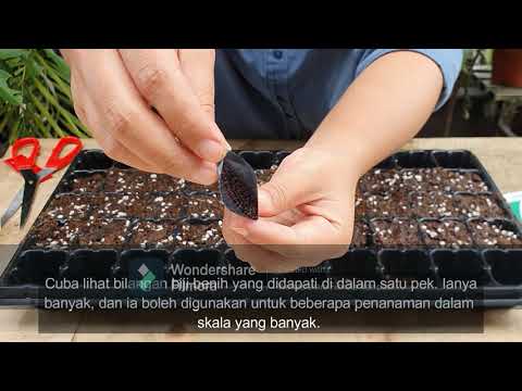 Video: Aquilegia Hybrid (28 Foto): Tumbuh Tumbuhan Herba Untuk Tanah Terbuka Dari Biji. Kawasan Tadahan 