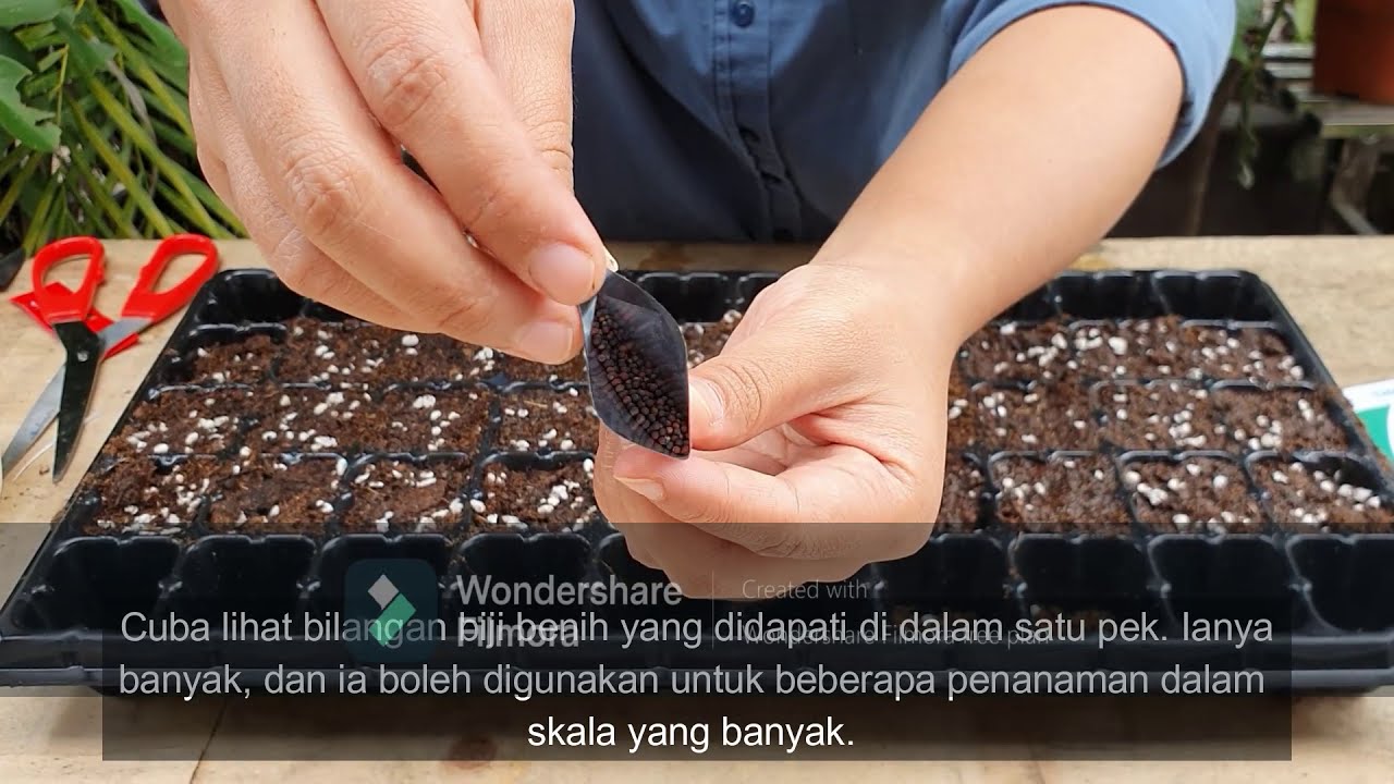 Guides For Seeds Germination YouTube guides-for-seeds-germination-youtube