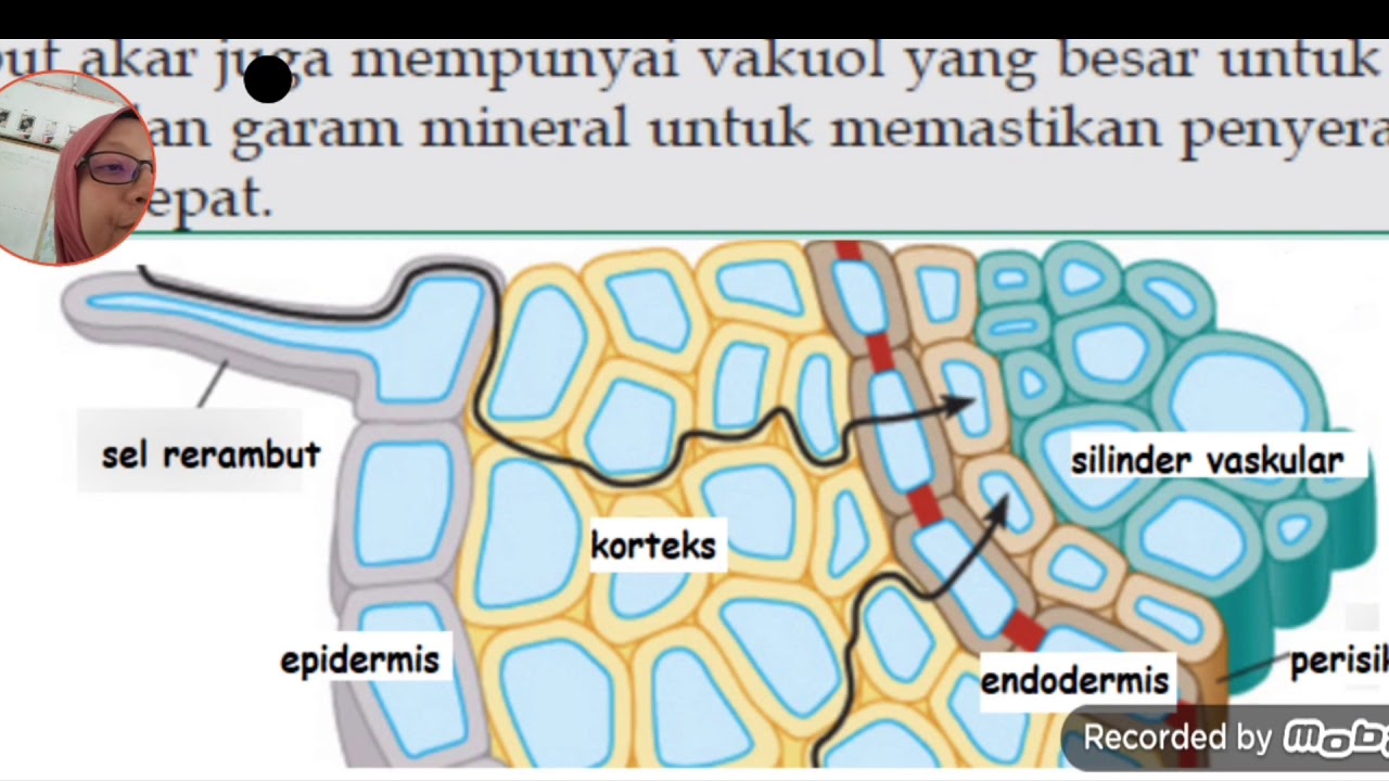 3.2 Organ Pengambilan Air dan Garam Mineral Biologi Tingkatan 5 KSSM