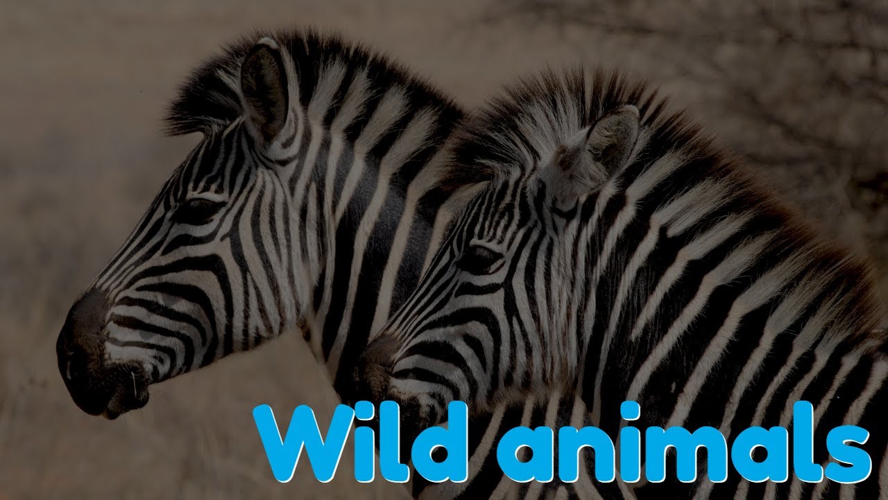 ##Wild animals name for kids to learn - YouTube