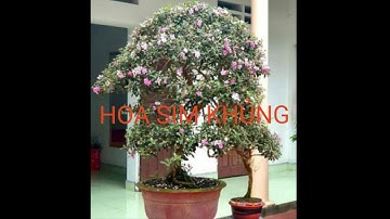 Hoa sim rừng khủng thuần chậu giao lưu cùng quý khách