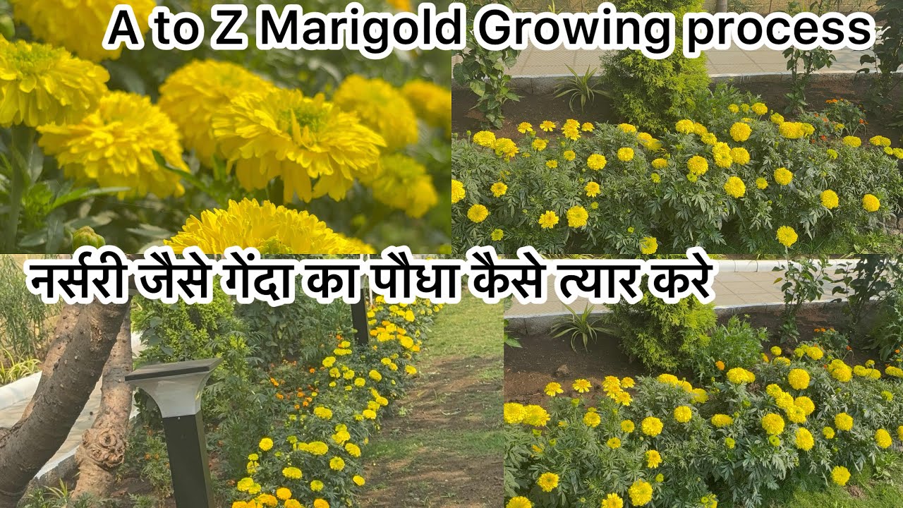 नर्सरी जैसे गेंदा का पौधा कैसे त्यार करे॥A to Z Marigold Growing processes for॥नर्सरी वाली सीक्रेट!