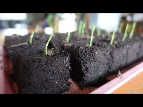 Starting Sweet Pea Seeds in Soil Blocks [Part 1]