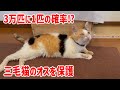 【迷い猫？捨て猫？】珍しい三毛のオス猫を保護しました。高齢猫で赤い首輪あり