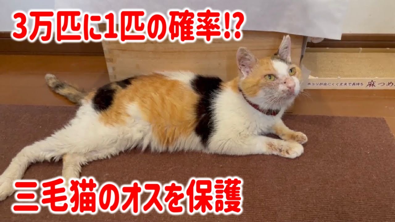 三毛猫~断捨離中~（感謝） Lost cat? Abandoned cat?] We rescued a rare calico male cat. He is