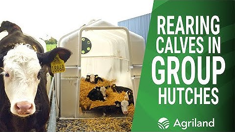 Rearing autumn and spring-born dairy-beef calves in group hutches