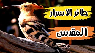 هدهد سليمان | اسرار ستعرفها لاول مرة عن طائر الهدهد