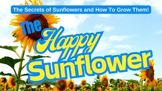 The Happy Sunflower: Their Secrets and How To Grow Them