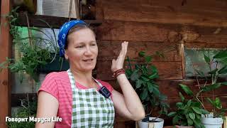 У нас пополнение в семье😊 Моя мечта сбылась! Life in the garden 1 августа 2022