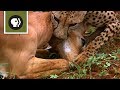 Cheetah Mom Teaches Cubs to Hunt