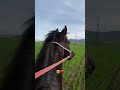 #reels #horse #врек #лошади #equestrian #втоп #rek #рекомендации #лошадь #рек #music #rek