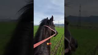 #reels #horse #врек #лошади #equestrian #втоп #rek #рекомендации #лошадь #рек #music #rek