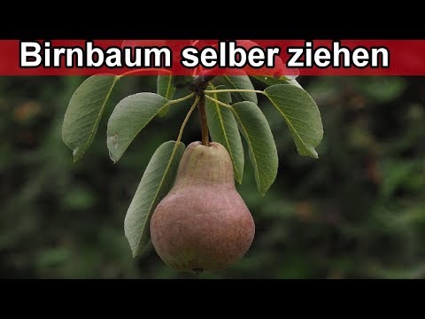 Video: Samen von Birnen retten - Wann und wie man Birnensamen erntet