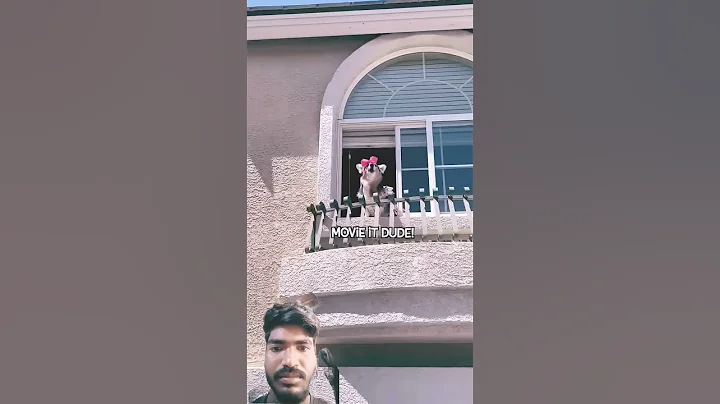 Video 11296151: catlovers kitten cats catlife, kitten catlovers catlife meow, kitten kitty catlover catlife, cat pets funnycats dog, cat funny pets dog