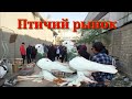 Птичий рынок, г.Ташкент Голуби (24.10.2021) UZBEK PIGEONS