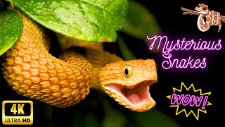 Snakes  : Amazing Animals in the Wild