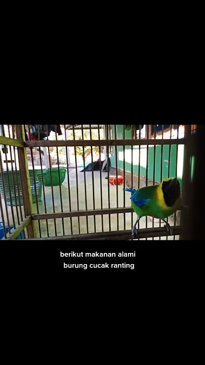 Viral Burung Cucak Ranting Ada Enam Jenis