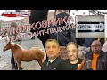 Два полковника и лейтенант-пиджак (вып. 73, 7.2.2021)