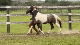 18 CHANTILLY DO BALACOBACO 50%