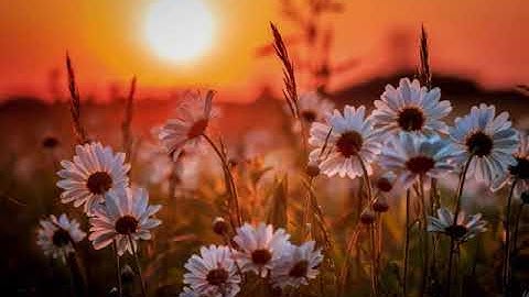 حالات واتساب قرآن |❤️| القارئ إبراهيم الجبرين |❤️| سورة البينة || Ibrahim Al-Jibrin || ستوريات قرآن