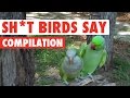 Sht birds say compilation 2016