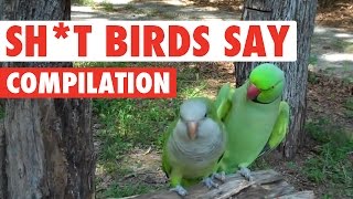 Sh*t Birds Say Video Compilation 2016