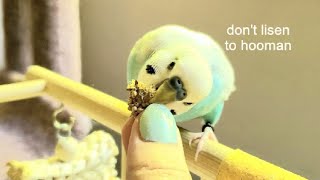 10 Common Mistakes Bird Owners Make *relatable* by Puff Pets 4,130 views 3 years ago 6 minutes, 55 seconds