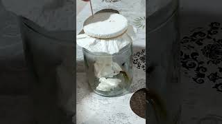 Saya memelihara lalat sebagai hewan peliharaan #shorts