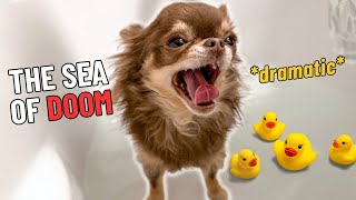 The Sea of DOOM - Dramatic Chihuahua Bath Time