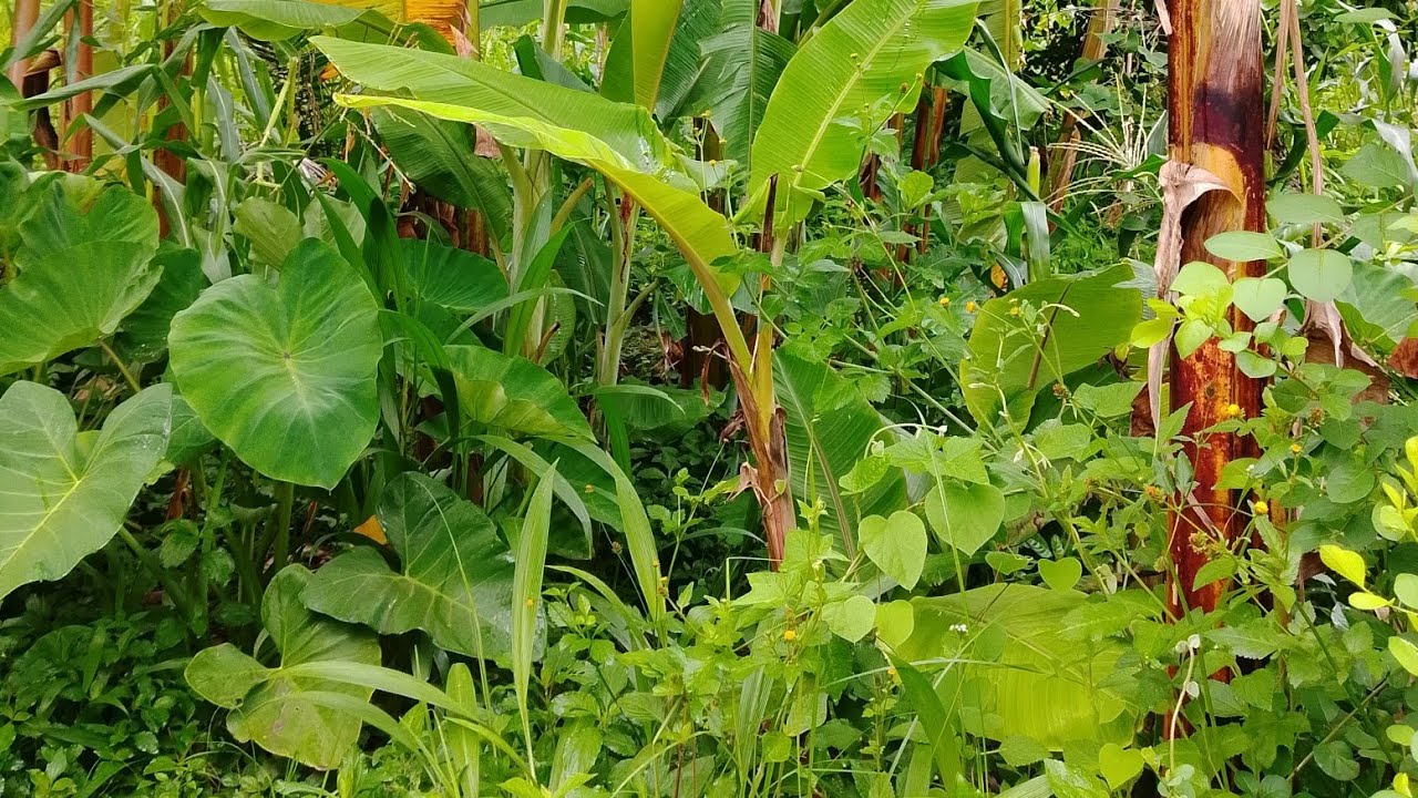 NGWINO WIREBERE IBYIZA BYO MUCYARO 