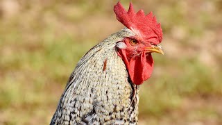 Do You Know How Many Years Roosters Live? Rooster Lifespan