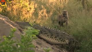 15 Crazy Moments! Daring Hyena Jumps into River to Steal Prey from Crocodile | Animal World