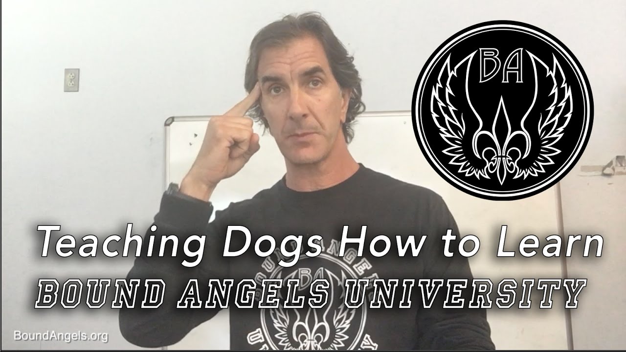 rescue dogs rock nyc Teaching Dogs How to Learn - Bound Angels University 9/2016