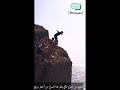 تشجيع حار وتصفيق من السياح لهذا السباح لكي يقفز من أخطر مرتفع والنتيجة 