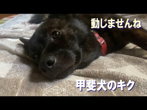 甲斐犬のキクはベットの上から動かない