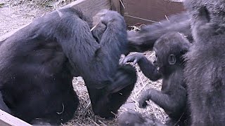 キンタロウと遊んでいるのにママに殴られたゲンタロウ【京都市動物園】