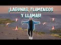 ¡LAGUNA COLORADA, LLAMAS AL POR MAYOR Y FLAMENCOS ANDINOS! TOUR UYUNI DÍA 2 | MPV en Bolivia #4