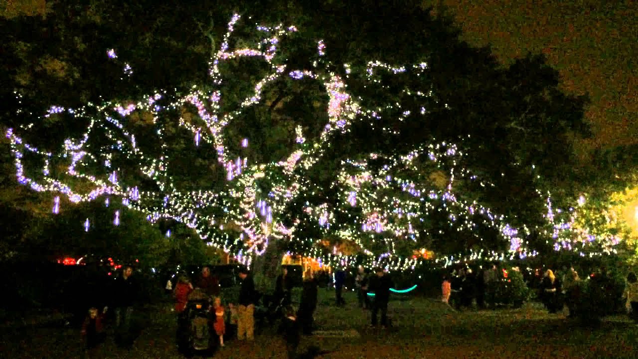 New Orleans City Park Oak Tree Lights You New Orleans City Park Oak Tree Lights