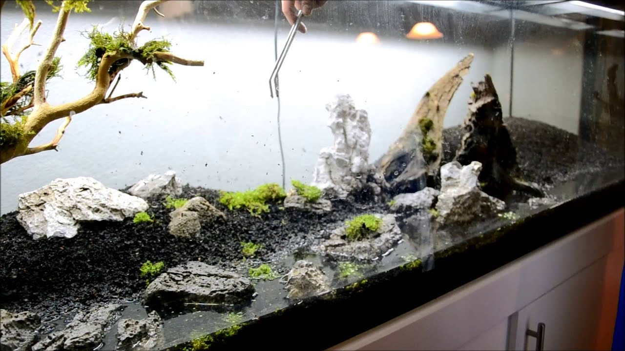 125 gallon fish tank project part 11 Aquascape teaser