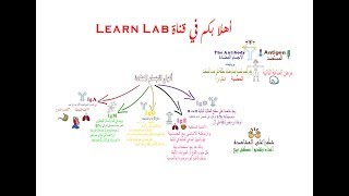 ما هي الاجسام المضادة وانوعها وخصائصها ؟ (antibodies) (immunoglobulin)