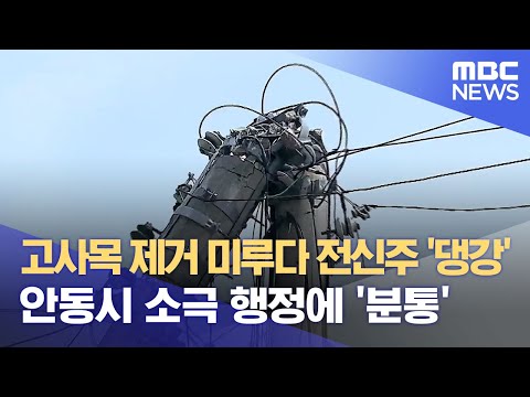 고사목 제거 미루다 전신주 &amp;#39;댕강&amp;#39;.. 안동시 소극 행정에 &amp;#39;분통&amp;#39; (2024.06.26/뉴스데스크/안동MBC)