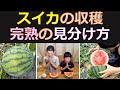 スイカの収穫期の見分け方 食べておいしい~!