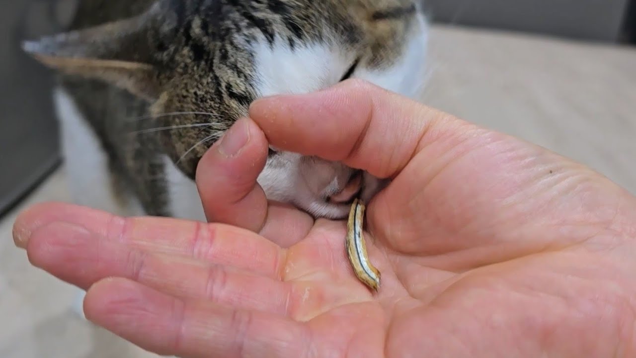 똑똑한 고양이 찾기