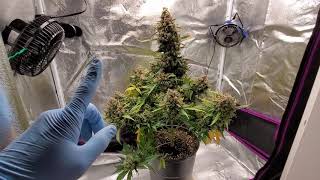 Bubbakush-Ciemnia Przed Ścinką