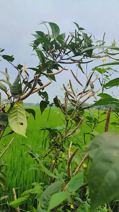 aja aja in haomain😘🥰#youtubeshorts #shortvideo #viral #tending #song