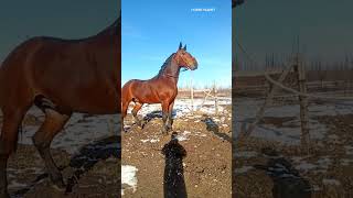 Beautiful horses Part9 #horse #animals #shorts #horseplanet #horses #planetofanimals #newvideo