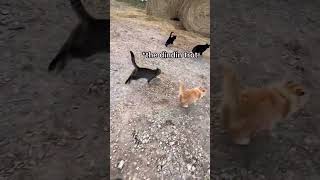 I Can Not Catch This Barn Kitten